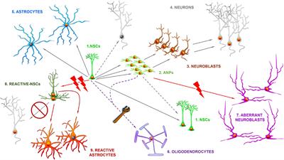 Does the plasticity of neural stem cells and neurogenesis make them biosensors of disease and damage?
